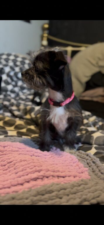 Chihuahua cross Shih Tzu