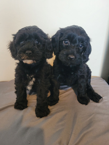 Cockerpoo cross poochon pups