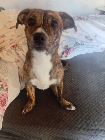 Staffy x chihuahua free