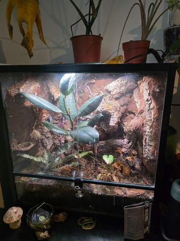 60x60x60 vivarium
