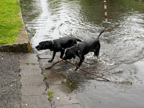 Young KC Registered Labradors - Rehome Together