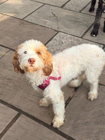 Rosie looking for a loving home