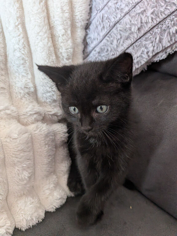 Kittens for sale