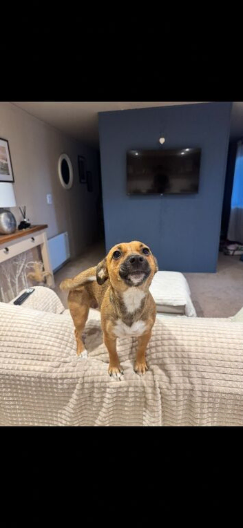 Looking for loving home for our cuddly and loving girl