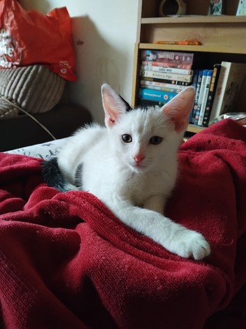 Beautiful male kitten for sale