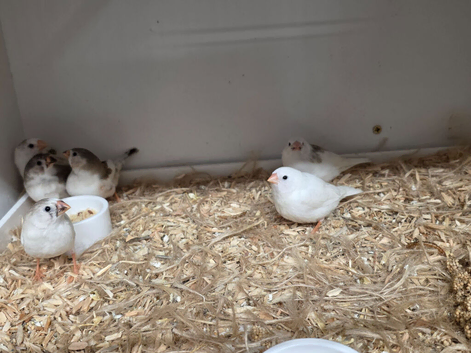 Young zebra finches