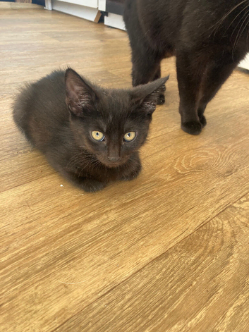 Two black boy kittens
