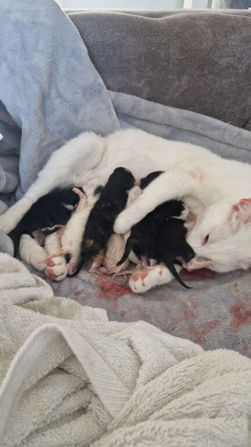 Kittens for sale