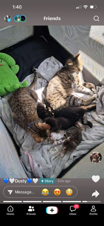 Kittens