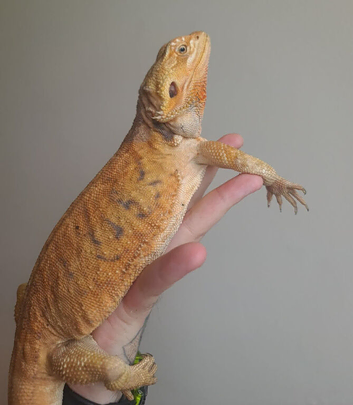 Red monster female bearded dragon