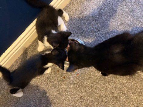 2 kittens ready to go