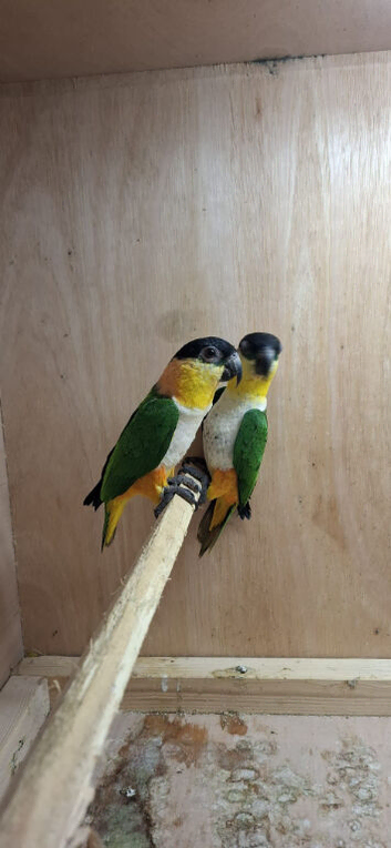 Black headed caiques