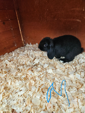Mini lop x american blue