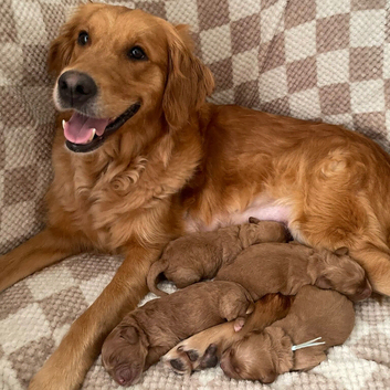 Beautiful F1 Miniature Goldendoodles ONE BOY LEFT