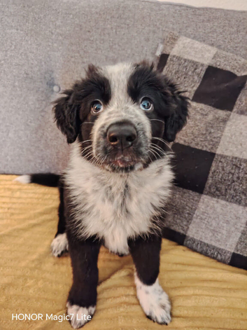 German shepherd cross border collie puppies known as Shollies for sale