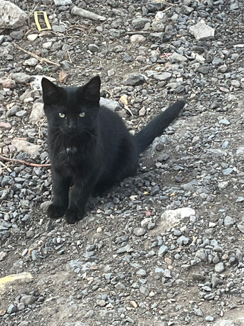 Kittens for sale