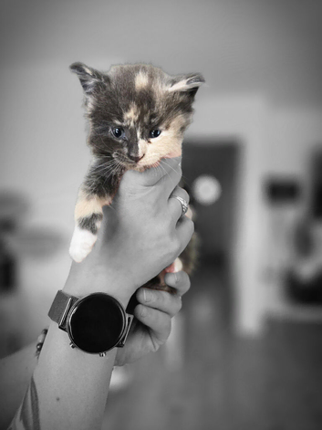 1/4 Maine coon Cross kittens !