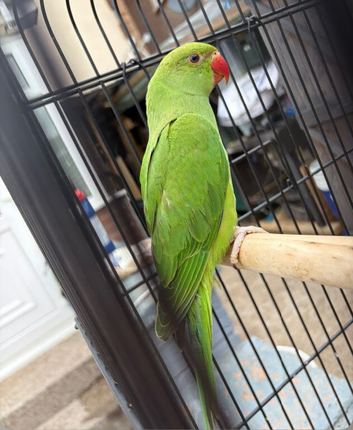 Parakeets