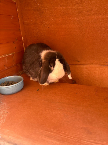 Special Loving home needed for Murphy
