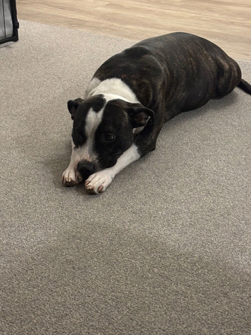 Staff pups