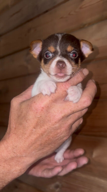 Miniature Jack Russell for sale