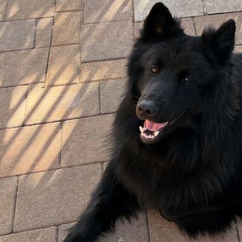 Solid Black German Shepherd Male (Long Coat)