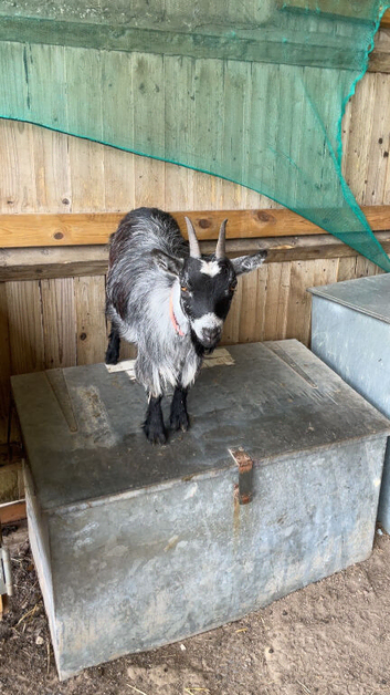 Pygmy goat female.