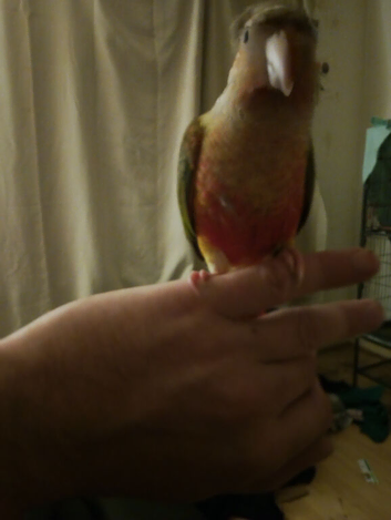 Baby bird