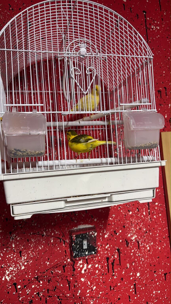 Male and female with cage for sell