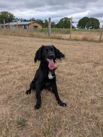2 year old Sprockerdor