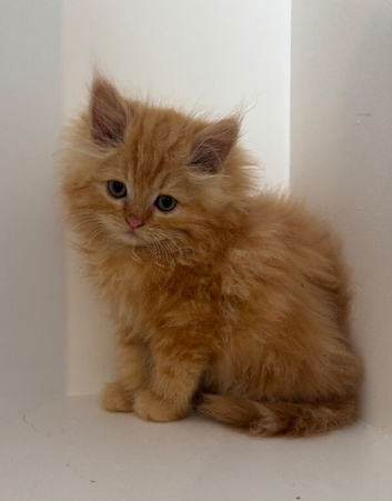 Persian x Ragdoll Kittens