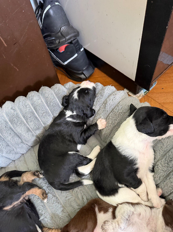 Puppies for sale