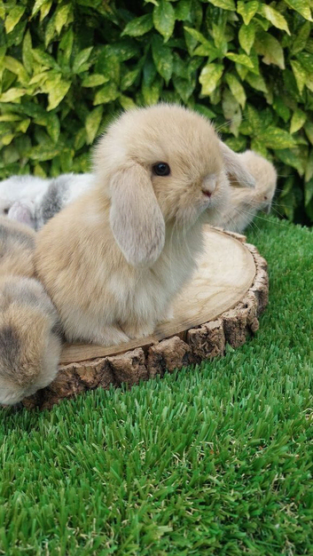 Mini lop baby rabbits