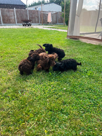 Tiny f1 cockapoo puppys