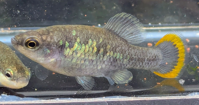 QUALITY TROPICAL LIVEBEARERS by pairs ; Limias - ZOOGONICHTHYS "TEQUILA"- AMECA SPLENDENS -CARACAUDON LATERALIS  RED