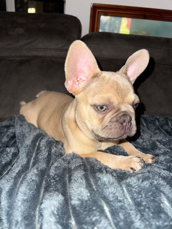 French Bulldog Puppy - Fawn Male