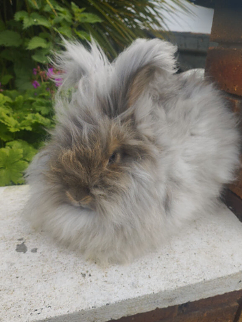 English Angora Doe looking for a home.