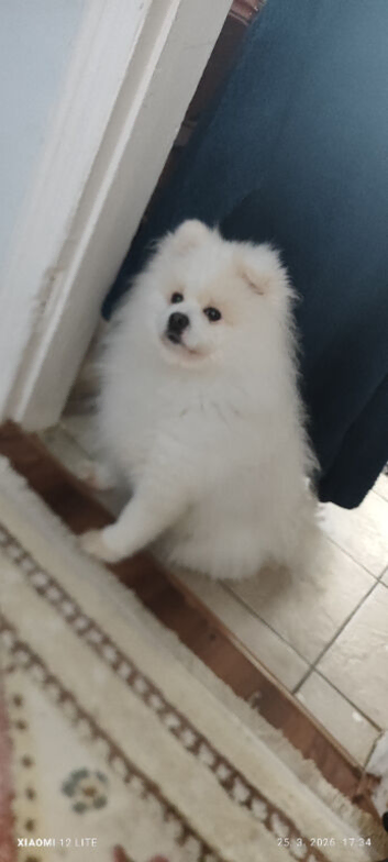 "Male Pomeranian Stud, 4 Years Old."