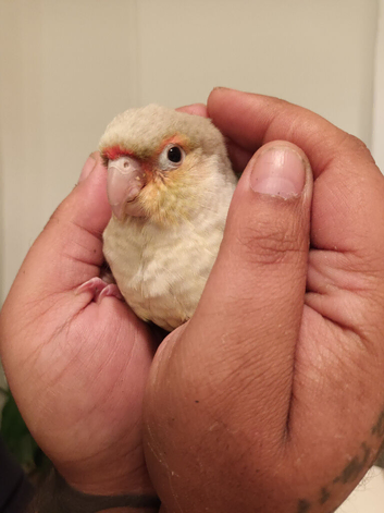 Silly tame 12 weeks old conure