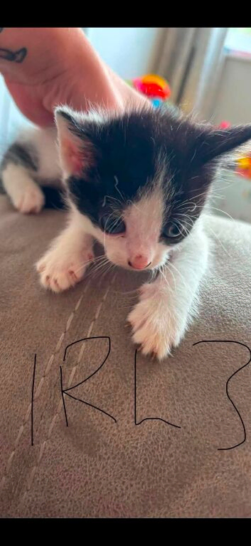Last girl kitten left