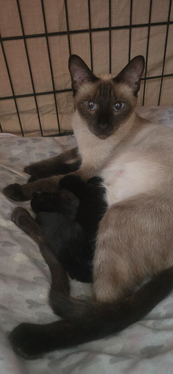 5 black Siamese Cross British Shorthair