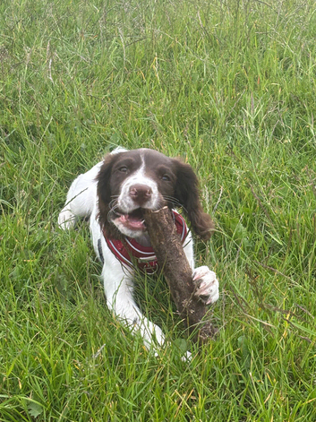English springer spaniel