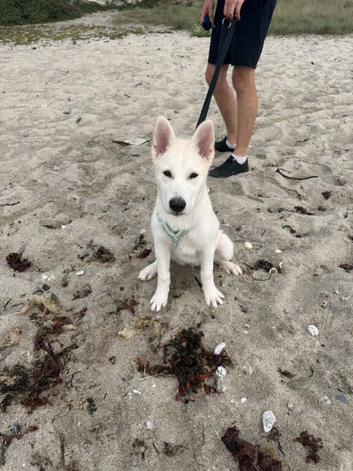 Siberian Husky cross Alaskan Malamute
