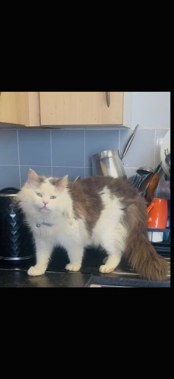 Cross Maine coon