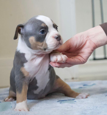 Pocket bully puppies