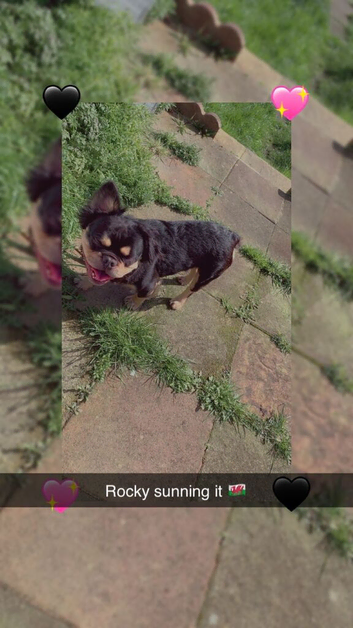 Fluffy French bulldog male