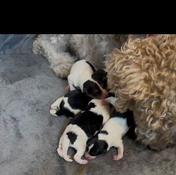 Wire haired fox terrier puppies