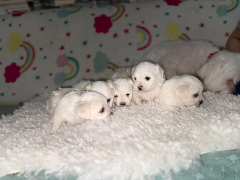 Bichon Maltese