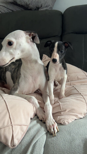 Beautiful Black & White Whippet Puppy &ndash; Last Little Boy Available