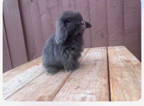 Mini lop rabbits one boy left